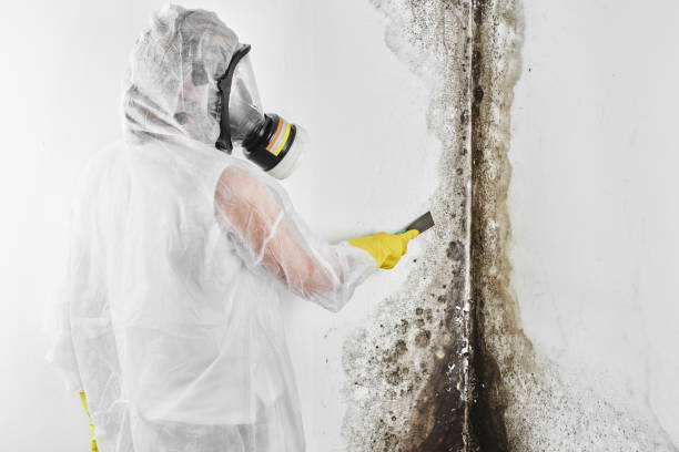 Best Mold Remediation  in Ackerman, MS