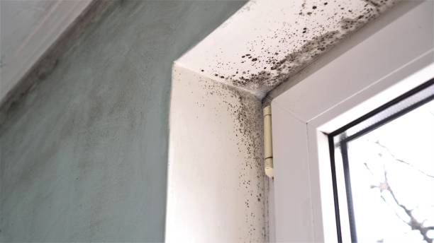 Best Home Mold Removal  in Ackerman, MS
