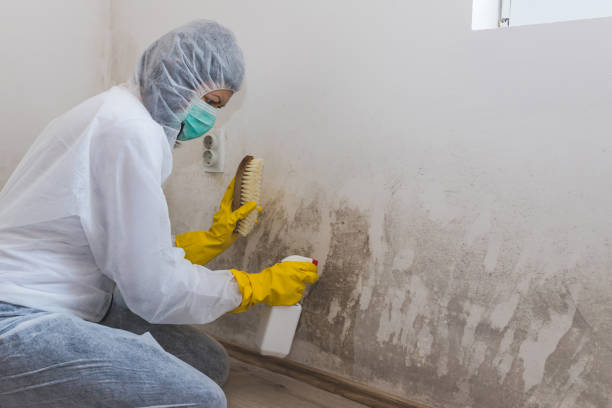 Best Best Mold Removal Companies  in Ackerman, MS
