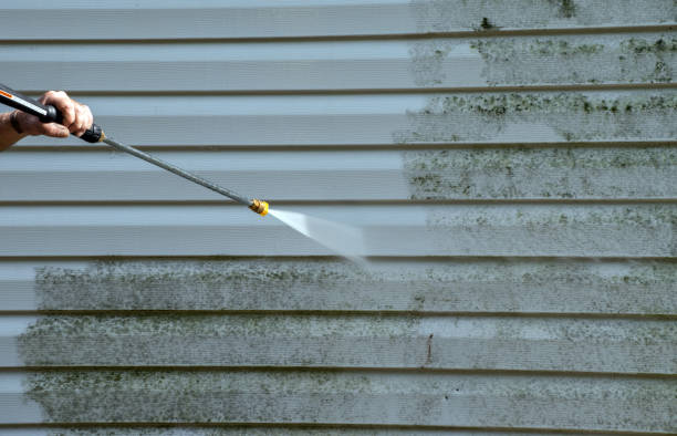 Best Toxic Mold Removal  in Ackerman, MS