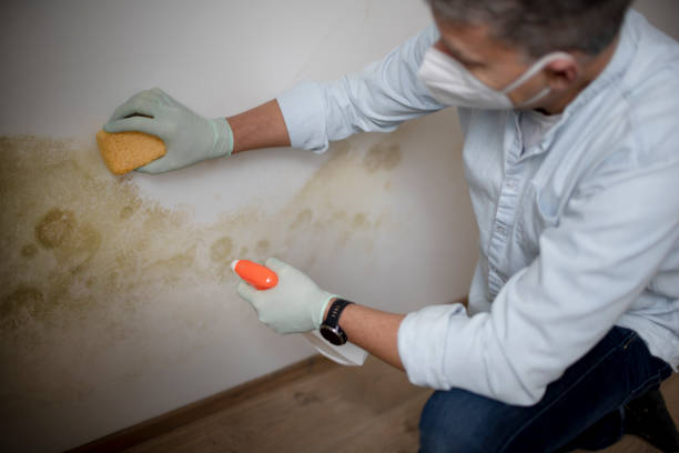 Best Mold Removal Near Me  in Ackerman, MS
