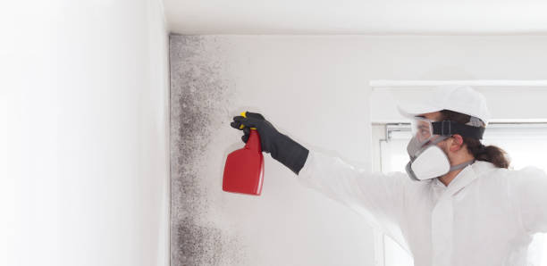 Best Mold Remediation  in Ackerman, MS