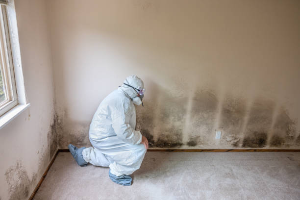 Best Mold Damage Repair  in Ackerman, MS