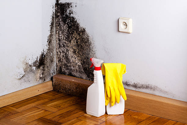 Best Attic Mold Removal  in Ackerman, MS