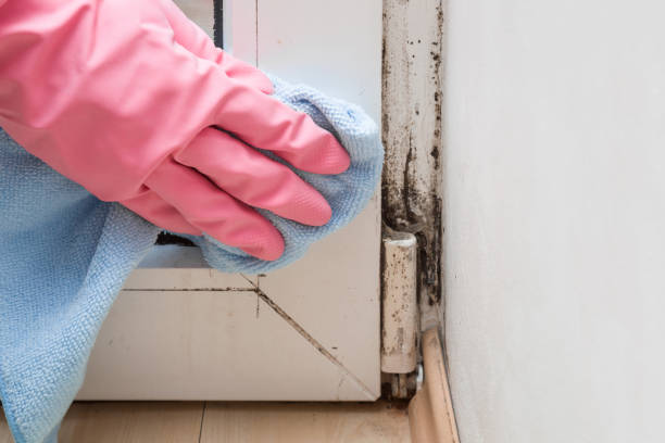 Best Black Mold Removal  in Ackerman, MS