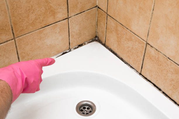 Best Local Mold Removal Service  in Ackerman, MS